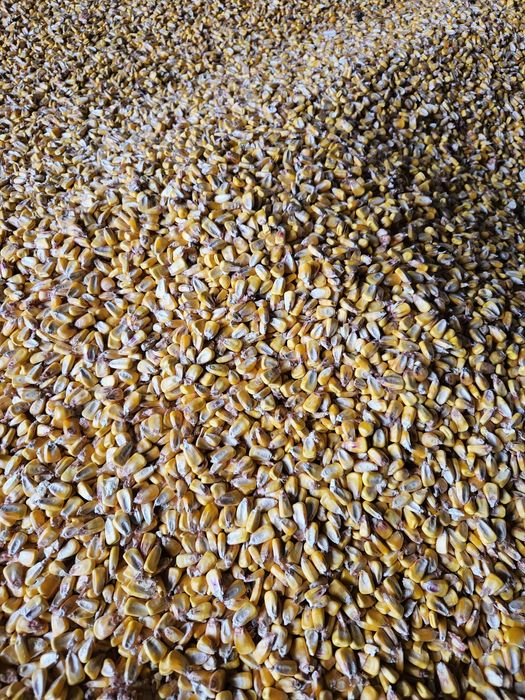 Porumb boabe recolta 2025