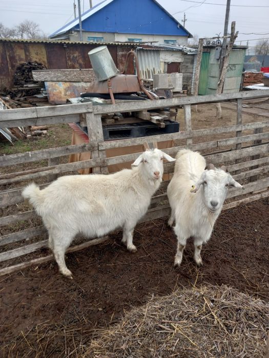 Ешкілер сатылады