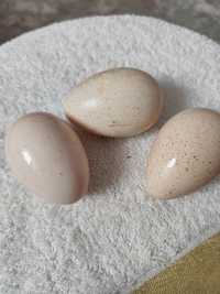 Продаю инкубационный яйцо домашнее кур Гус породы линда перепел индюка