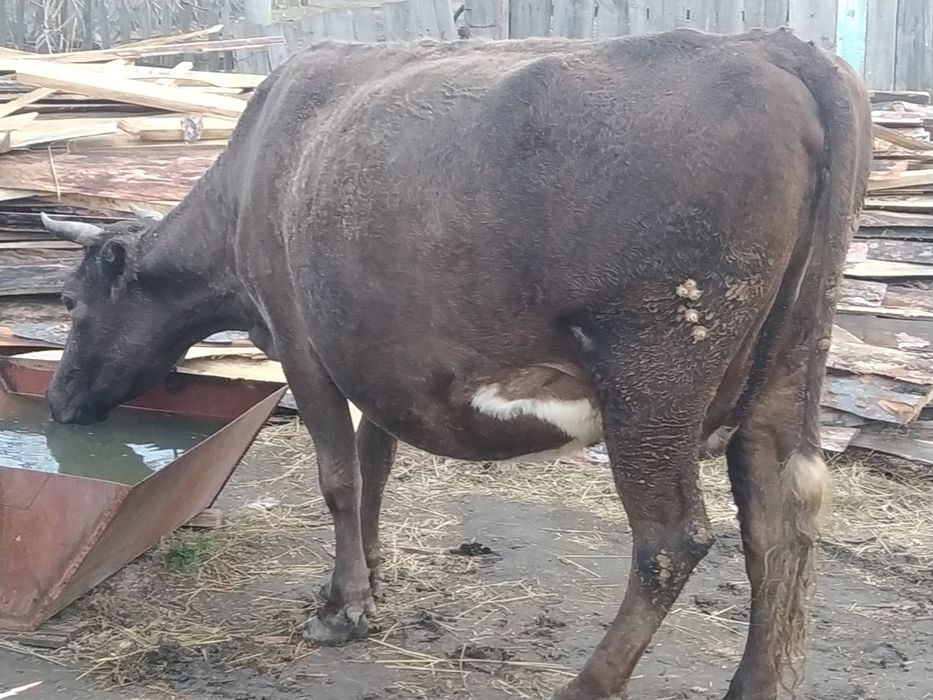 Продам корову 2 отел