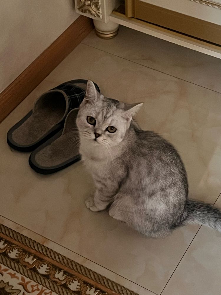 Котенок 7 месяцев