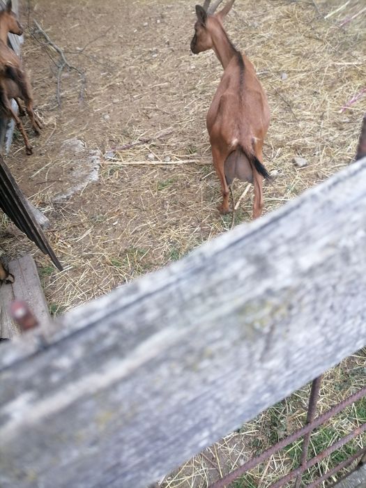 Capre alpina franceza