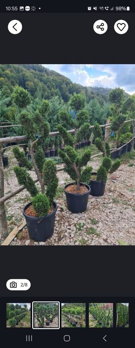 Amenajam gradini cu plante ornamentale