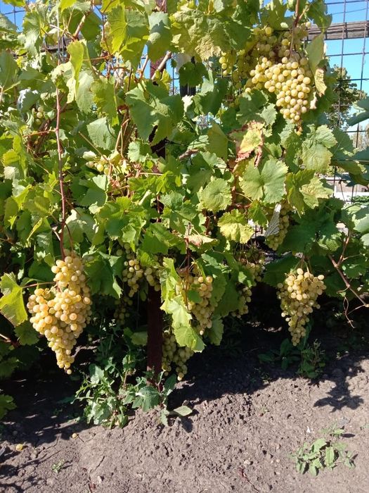 Продам дачный участок в обществе "Вишенка"