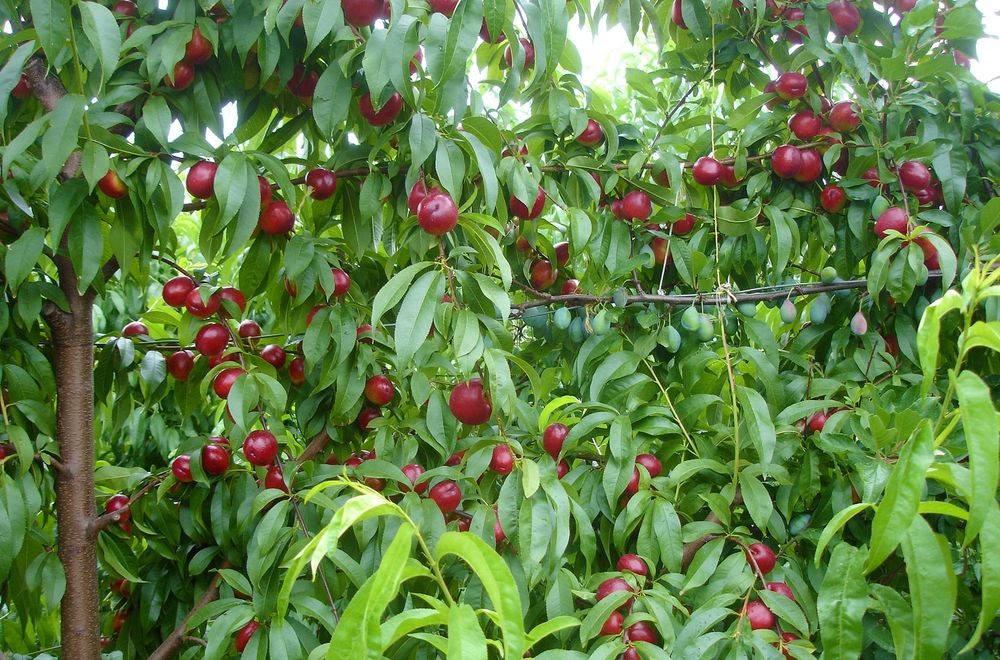Pomi fructiferi clasici nectarini