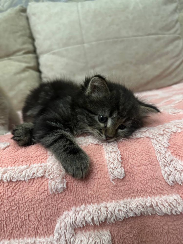 Котята  1,5 месяца