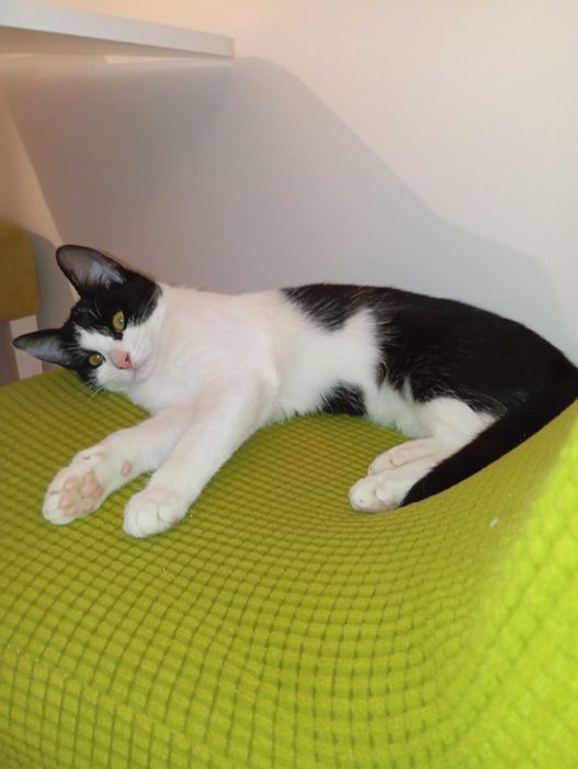 Donez gratis pui pisica spalata, deparazitata, blanda, afectuoasa