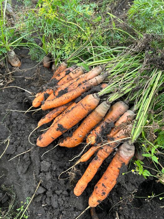 Morcov și sfeclă roșie