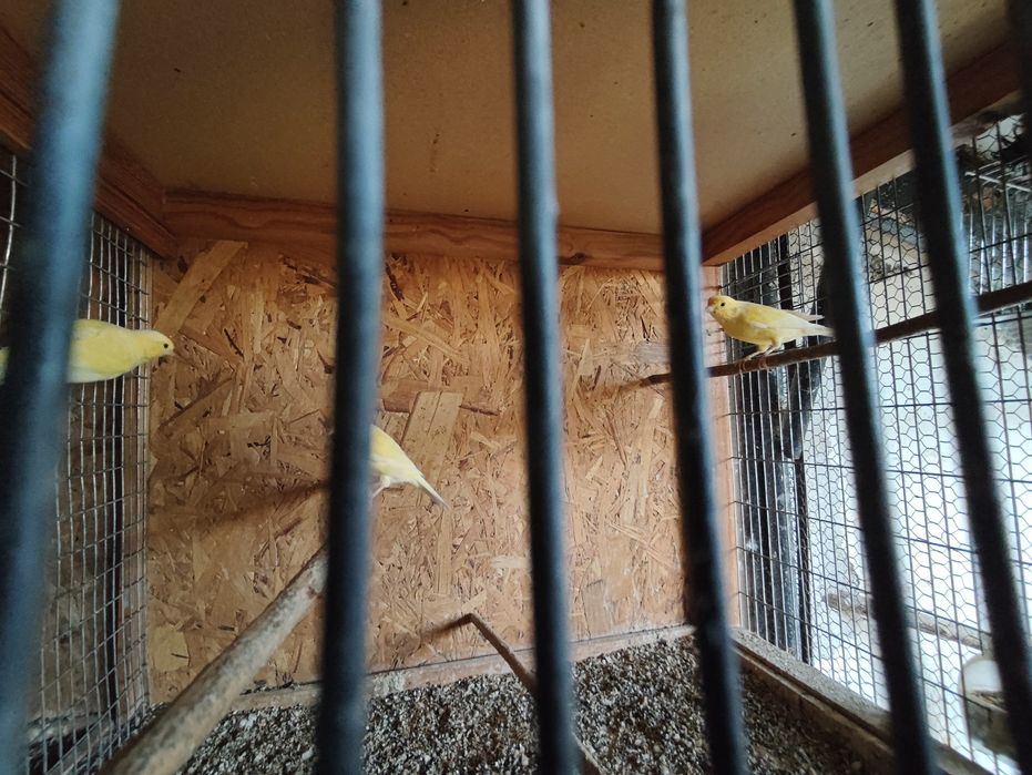 Продавам млади канари