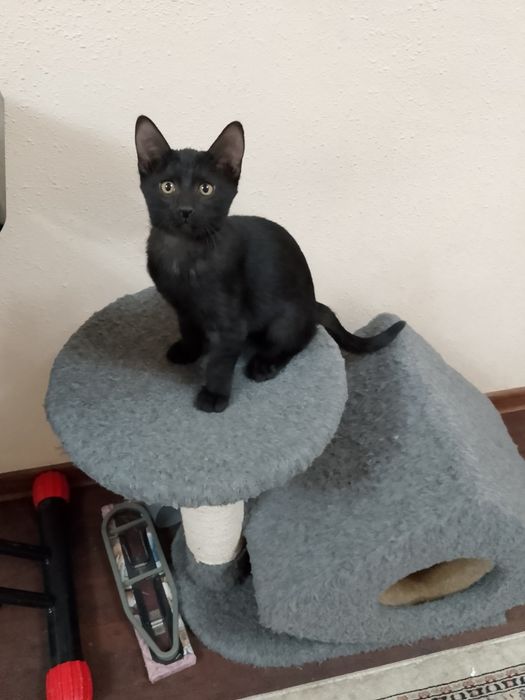 Котята, 4 месяца, бесплатно, Ташкент