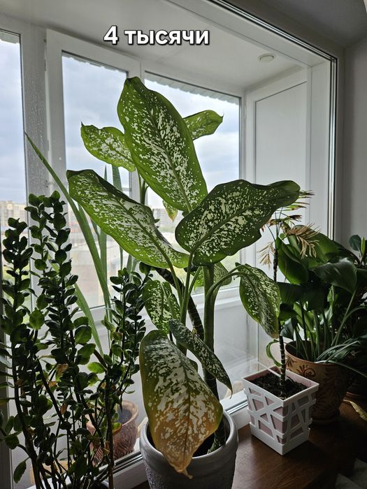 Продаю цветы в керамических горшках