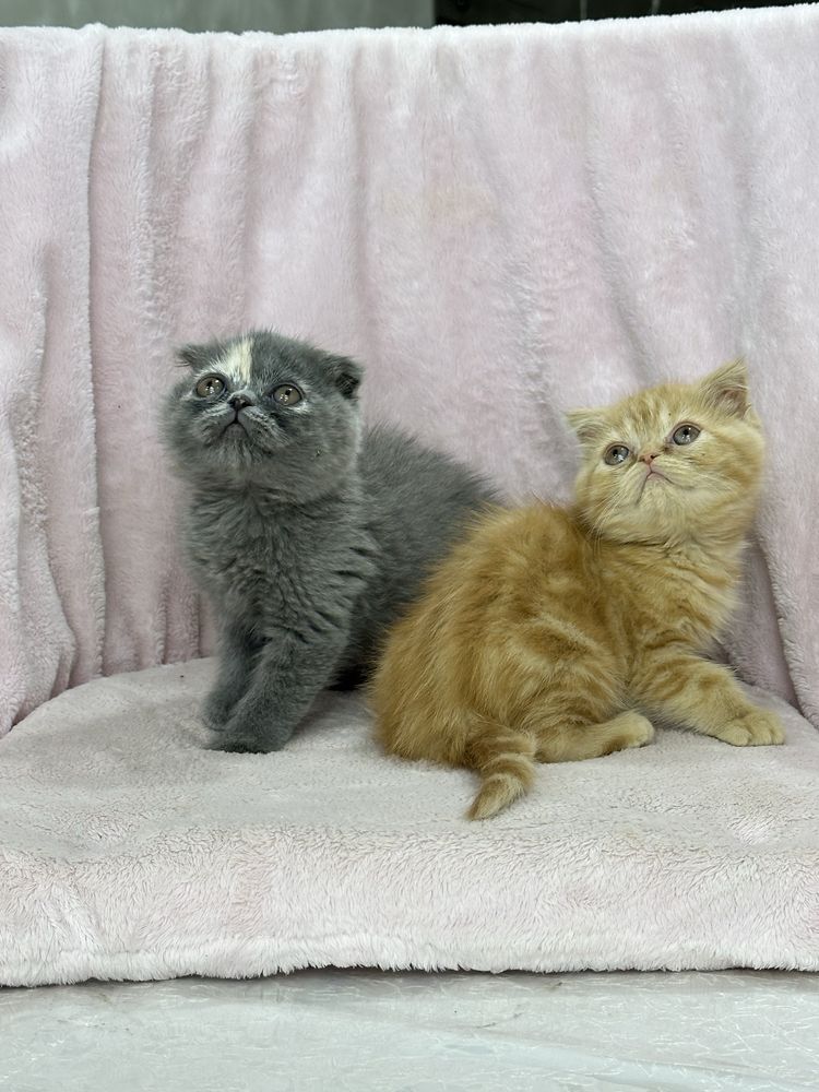 Скоттиш фолд и скоттиш страйт котята