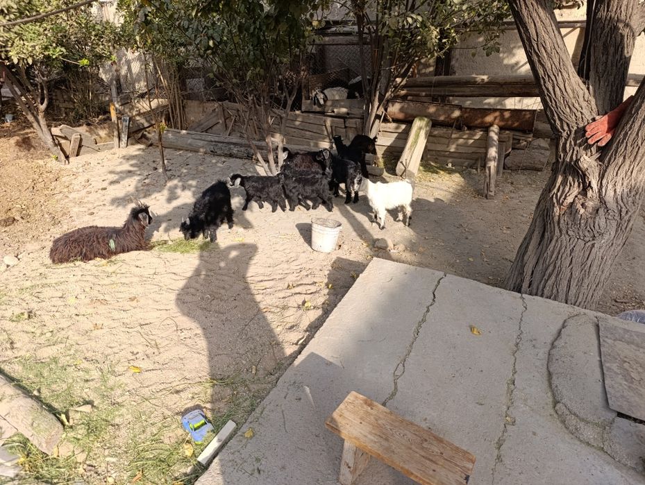 Uloqchalar 800 mingdan kami bor. Kelib ko'ring kelishamiz.