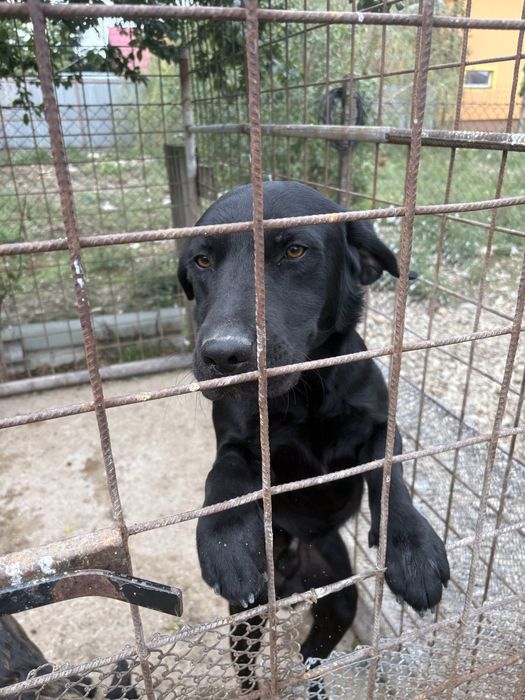 Donez caine Labrador , 1an10 luni, carnet sanatate