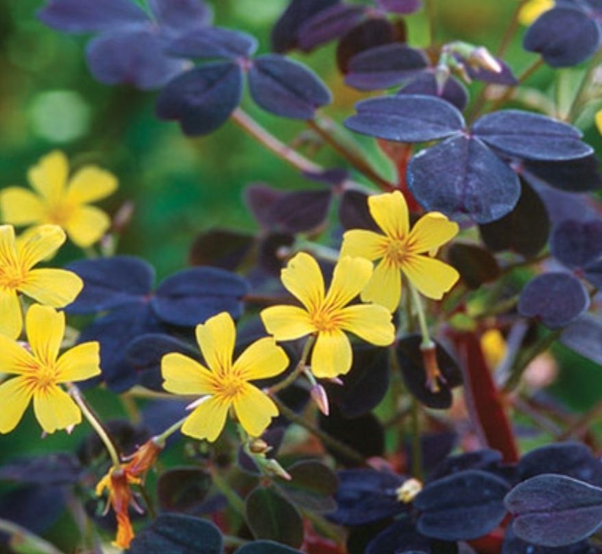 Trifoi norocos galben , Oxalis viola , ghiveci cu diametrul de 8-10cm