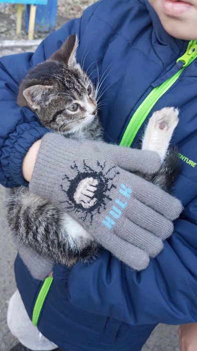 Отдам  очень красивого  котенка в хорошие, добрые руки.