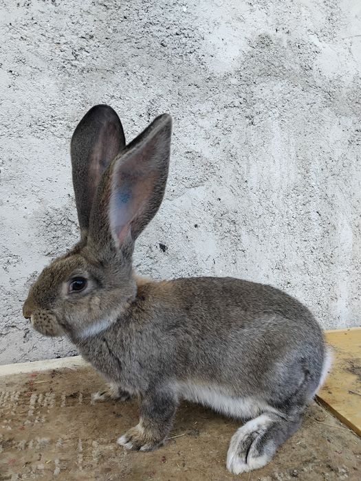 Masculi urias german