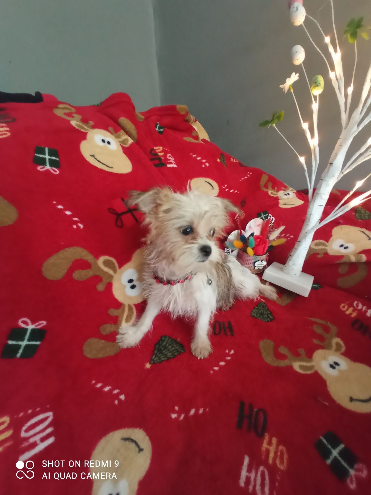 Yorkshire terrier biewer băiat