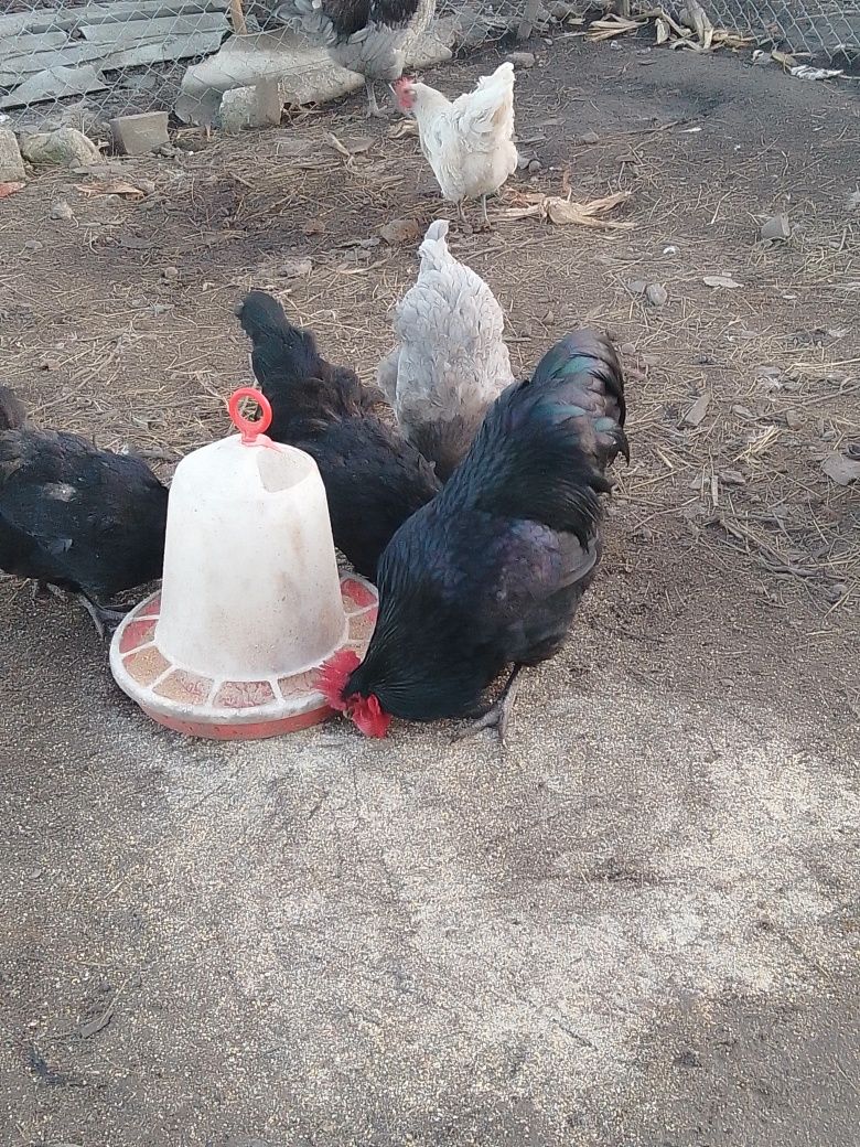 Ouă pentru incubat ,, australorp negru și albastru,,