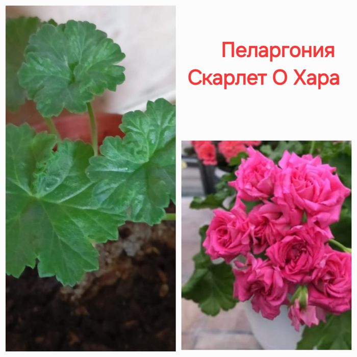 Пеларгония.  Караганда.