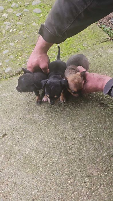 Пинчер и чихуахуа