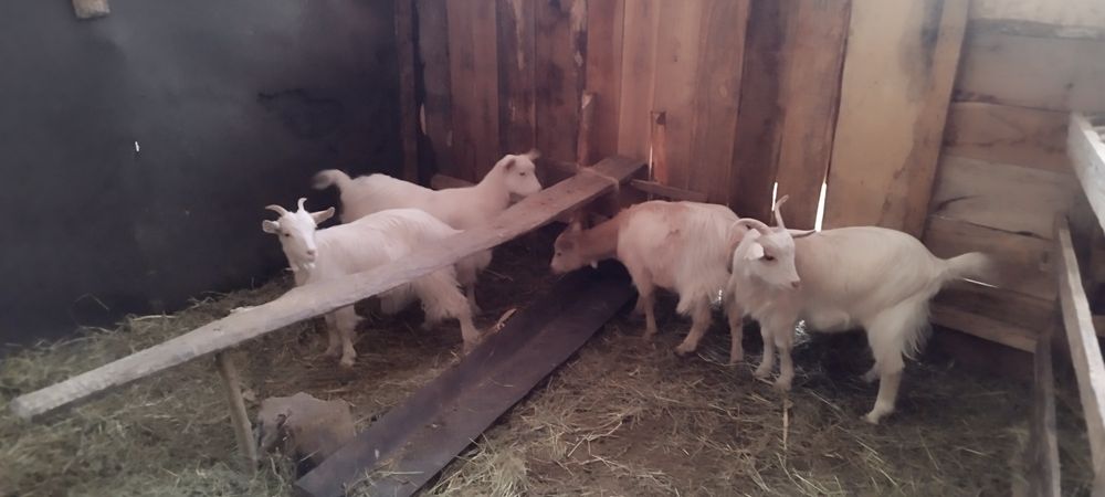 Iede carpatine de vanzare