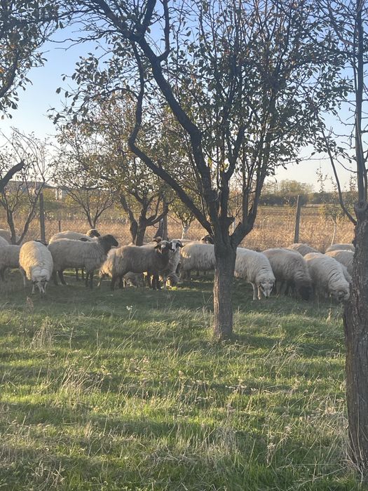 Oi turcane si carabase