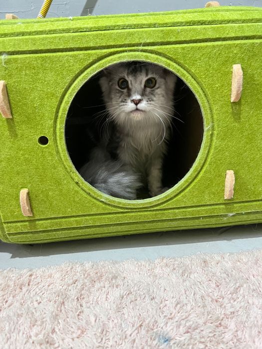 Продам котенка мейкуна 4 месяца