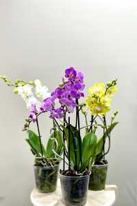 Орхидея и цветущие цветы в горшках