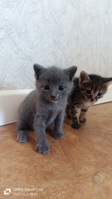 Отдам в хорошие руки котенка Акжар