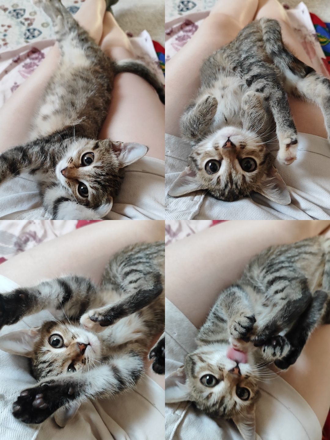 Отдам котята девочку бауырластар 2