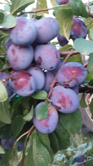 Vand PRUNE (tuica)-Radaseni SV