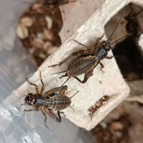 Банановые, двупятнистые и туркменсике тараканы