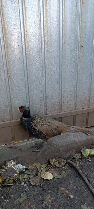 Fazan tânăr de vânzare