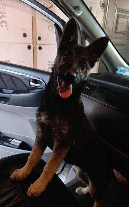 СРОЧНО- пропала собака