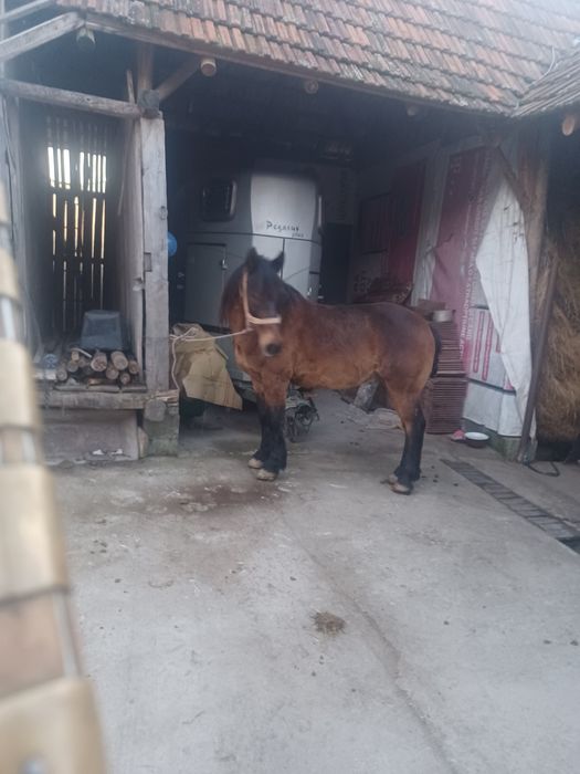 Vand armasar de 3 ani