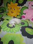 Bichon maltez băiețel cu carnet de sănătate