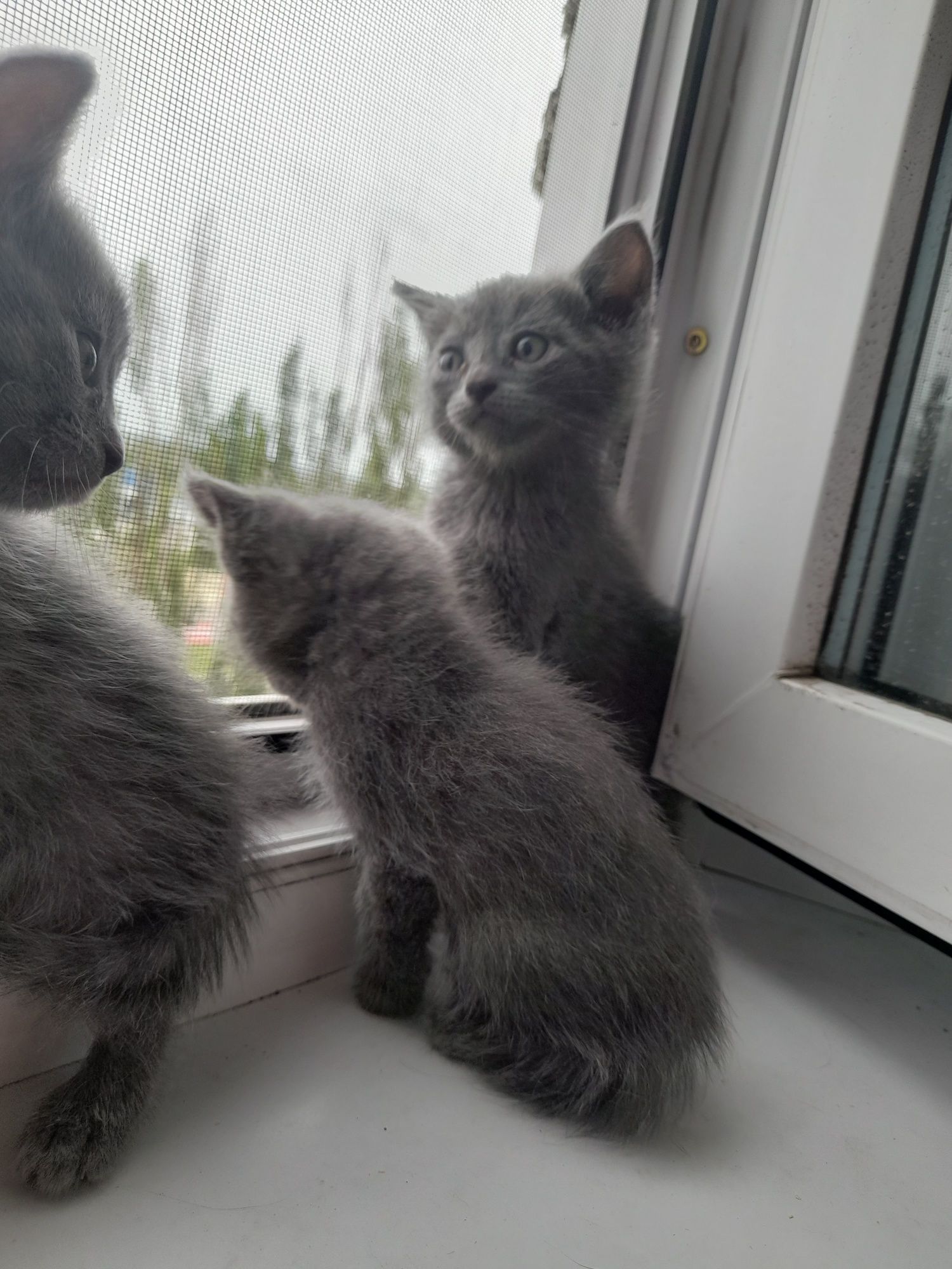 Отдам котят породистых