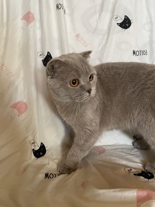 Pisica Scottish Fold