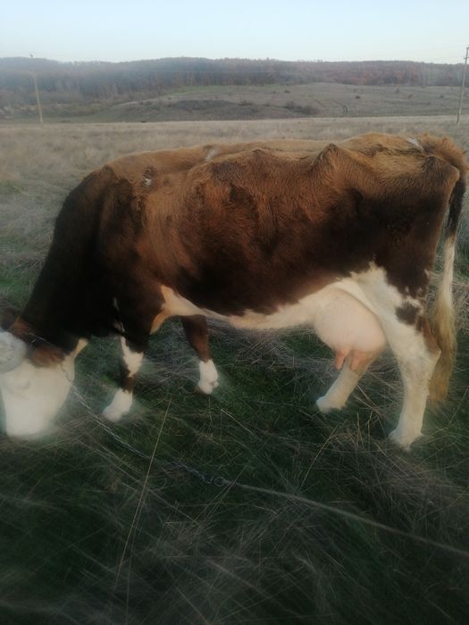 Vacă cu vițea de vînzare