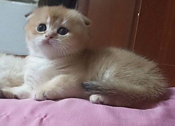 Британский золотая шиншилла