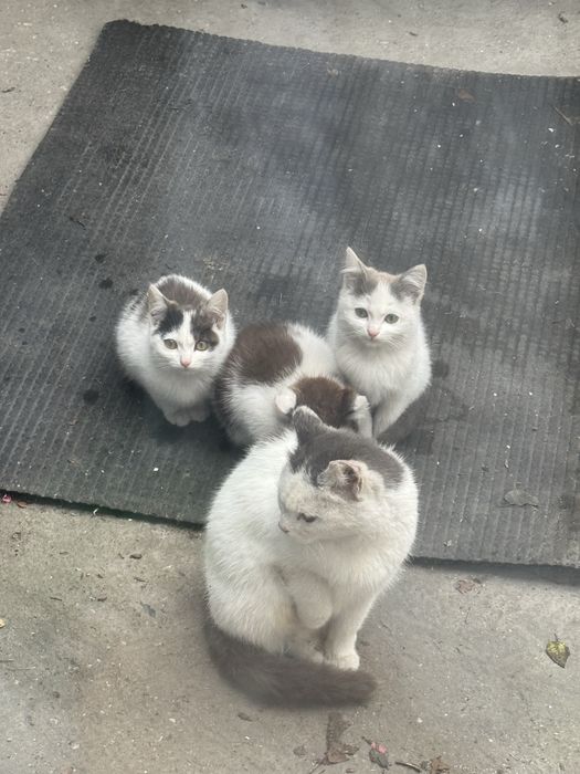 Отдам бесплатно котят