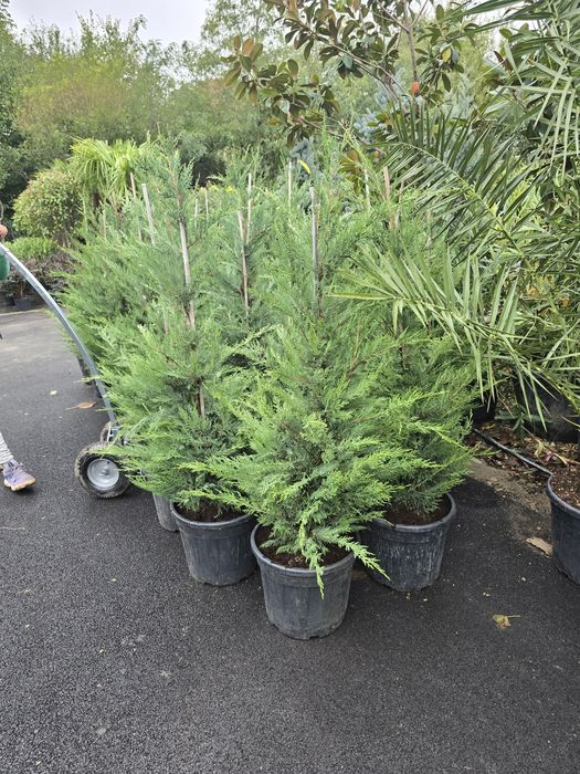 Leylandii chiparos mesteacăn