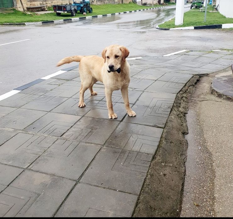 Чистокръвни Лабрадорчета