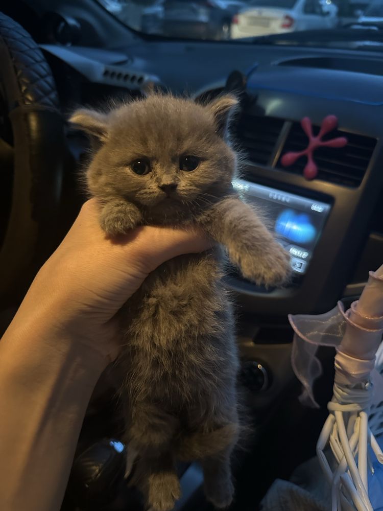 Продам котенок британец
