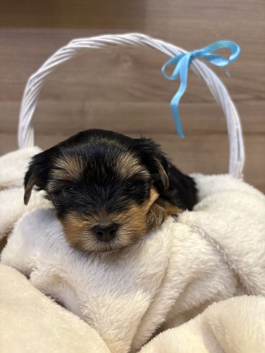 Сладки йоркита снимани с мама и тати