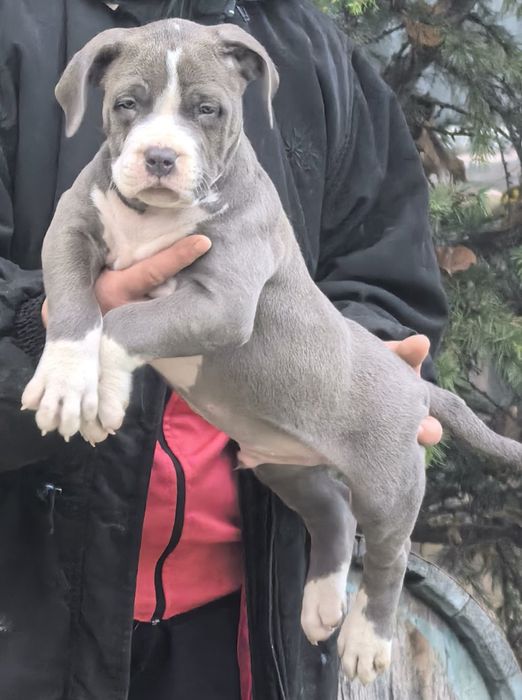 Американско Були ХЛ / American Bully XL  2 момчета и 2 момичета