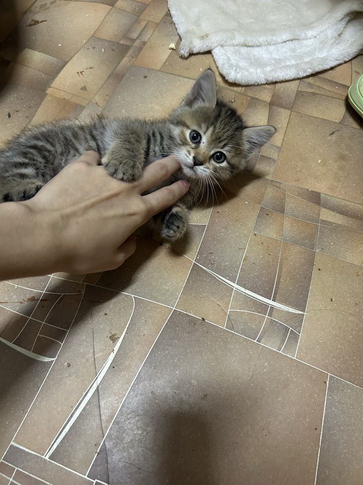 В добрые ручки котёнок