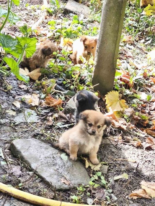 Подарявам Кученца