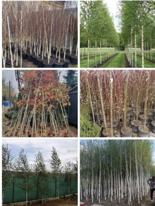 Mesteacan,tei,platan,stejar la cele mai bune preturi+transport gratuit